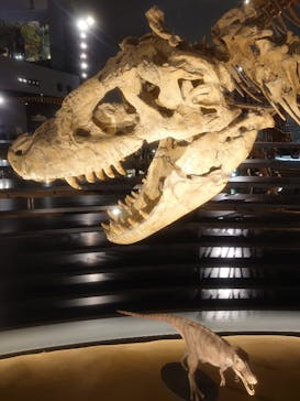 福井県立恐竜博物館に投稿された画像（2024/4/13）