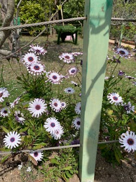 浜名湖花博2024に投稿された画像（2024/4/13）