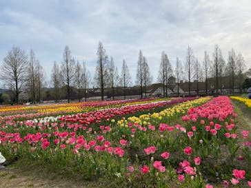 滋賀農業公園ブルーメの丘に投稿された画像（2024/4/13）