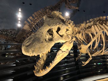 福井県立恐竜博物館に投稿された画像（2024/4/13）