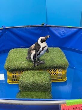 いきもの探検隊上尾に投稿された画像（2024/4/13）