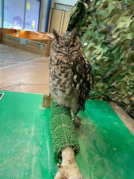 いきもの探検隊上尾に投稿された画像（2024/4/13）