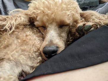 つくばわんわんランドに投稿された画像（2024/4/13）