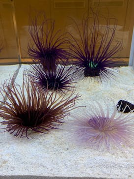 AOAO SAPPOROに投稿された画像（2024/4/13）