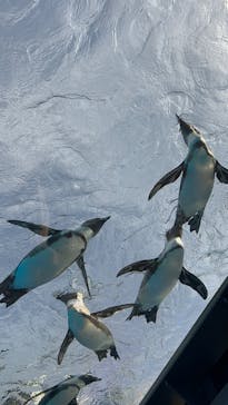 サンシャイン水族館に投稿された画像（2024/4/13）