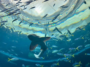 鴨川シーワールドに投稿された画像（2024/4/13）