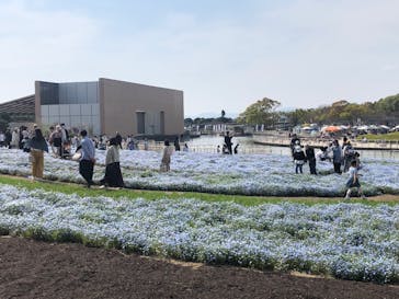 浜名湖花博2024に投稿された画像（2024/4/13）