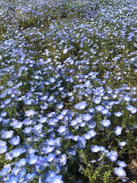 浜名湖花博2024に投稿された画像（2024/4/13）
