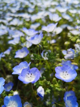 浜名湖花博2024に投稿された画像（2024/4/13）