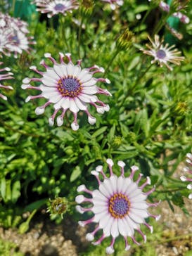 浜名湖花博2024に投稿された画像（2024/4/13）