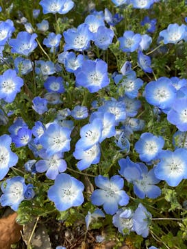 ぎふワールド・ローズガーデンに投稿された画像（2024/4/13）