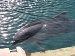 下田海中水族館に投稿された画像（2024/4/13）