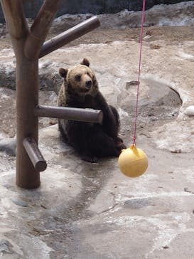 のぼりべつクマ牧場に投稿された画像（2024/4/13）