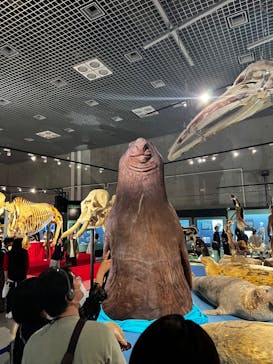 特別展「大哺乳類展３－わけてつなげて大行進」に投稿された画像（2024/4/13）