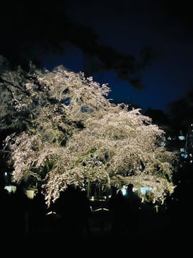 六義園に投稿された画像（2024/4/13）