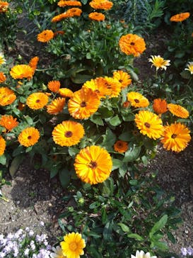 浜名湖花博2024に投稿された画像（2024/4/13）