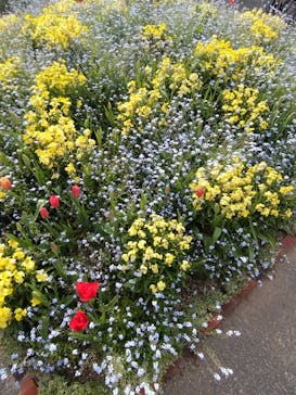 浜名湖花博2024に投稿された画像（2024/4/13）