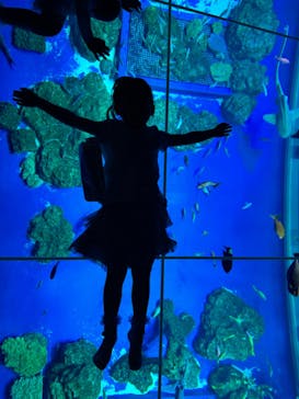 DMMかりゆし水族館に投稿された画像（2024/4/13）