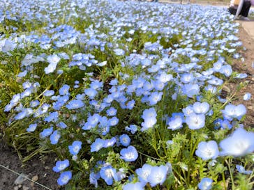 浜名湖花博2024に投稿された画像（2024/4/14）
