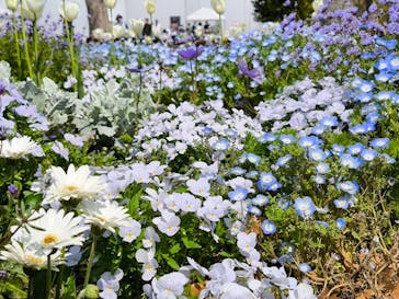 浜名湖花博2024に投稿された画像（2024/4/14）