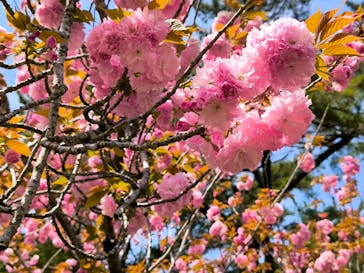 浜名湖花博2024に投稿された画像（2024/4/14）