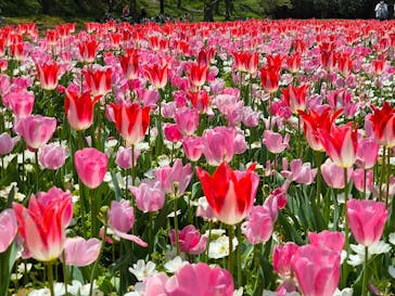 浜名湖花博2024に投稿された画像（2024/4/14）