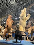 特別展「大哺乳類展３－わけてつなげて大行進」に投稿された画像（2024/4/14）