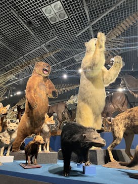 特別展「大哺乳類展３－わけてつなげて大行進」に投稿された画像（2024/4/14）