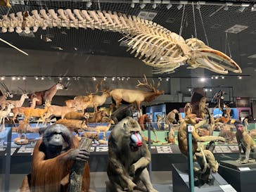 特別展「大哺乳類展３－わけてつなげて大行進」に投稿された画像（2024/4/14）