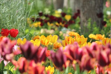 浜名湖花博2024に投稿された画像（2024/4/14）