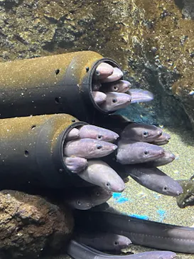 仙台うみの杜水族館に投稿された画像（2024/4/14）