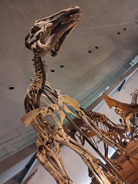 福井県立恐竜博物館に投稿された画像（2024/4/14）