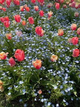 浜名湖花博2024に投稿された画像（2024/4/14）