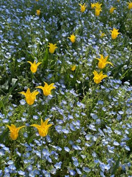 浜名湖花博2024に投稿された画像（2024/4/14）