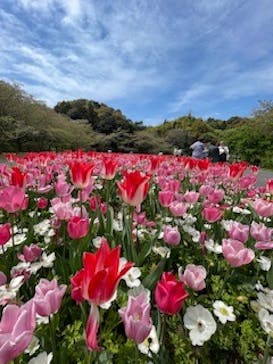 浜名湖花博2024に投稿された画像（2024/4/14）