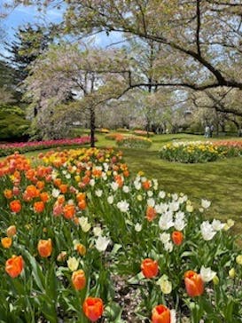 浜名湖花博2024に投稿された画像（2024/4/14）