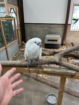 しろとり動物園に投稿された画像（2024/4/14）