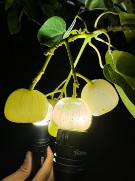 石垣島 ADVENTURE PiPi（イシガキジマアドベンチャーピピ）に投稿された画像（2024/4/14）