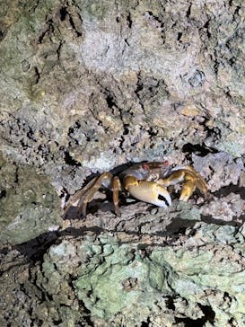 石垣島 ADVENTURE PiPi（イシガキジマアドベンチャーピピ）に投稿された画像（2024/4/14）