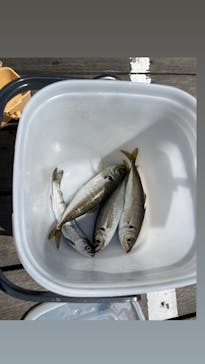 環境水族館アクアマリンふくしまに投稿された画像（2024/4/14）