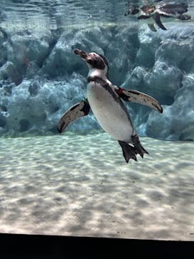 DMMかりゆし水族館に投稿された画像（2024/4/14）