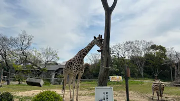 天王寺動物園に投稿された画像（2024/4/14）