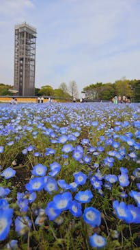浜名湖花博2024に投稿された画像（2024/4/14）