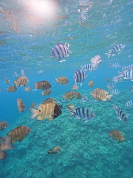 沖縄マリンサービス碧に投稿された画像（2024/4/14）