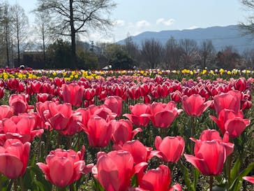 滋賀農業公園ブルーメの丘に投稿された画像（2024/4/14）