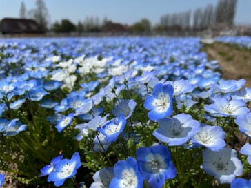 滋賀農業公園ブルーメの丘に投稿された画像（2024/4/14）