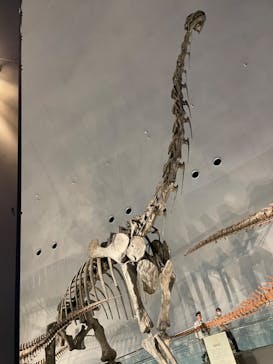 福井県立恐竜博物館に投稿された画像（2024/4/14）