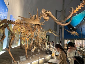 福井県立恐竜博物館に投稿された画像（2024/4/14）