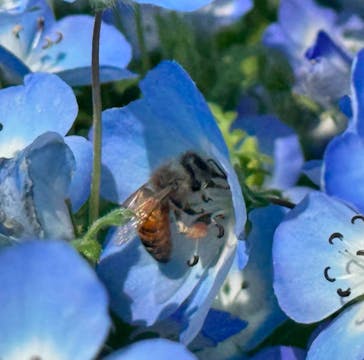 浜名湖花博2024に投稿された画像（2024/4/14）