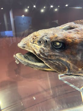 特別展「海　―生命のみなもと―」名古屋市科学館に投稿された画像（2024/4/14）